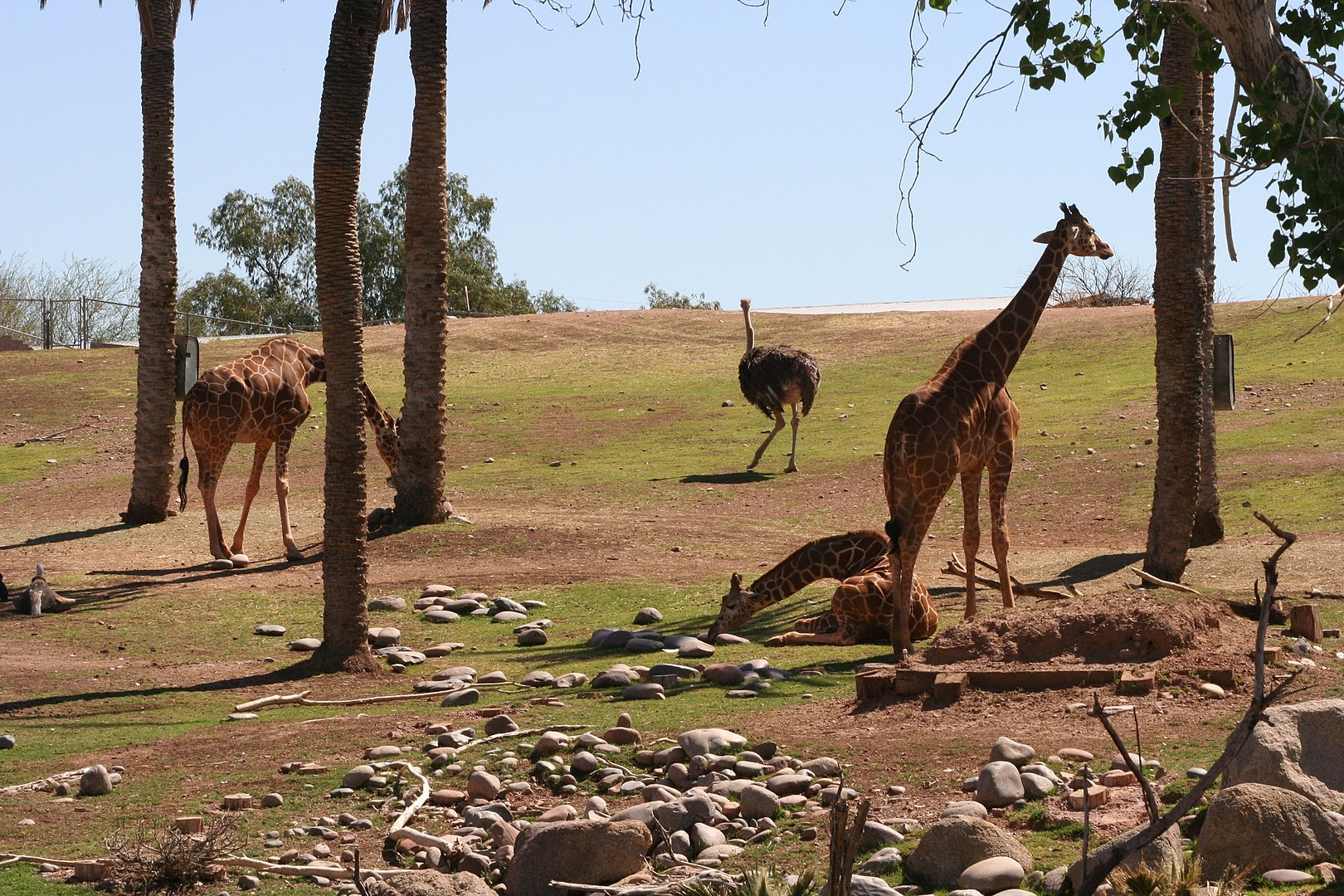 Phoenix Zoo - Wheelchair Accessible