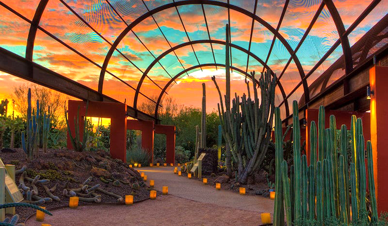 Desert Botanical Gardens