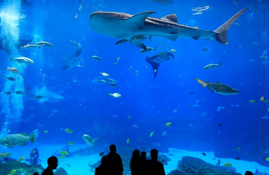 aquarium georgia wheelchair access